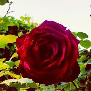 Meet your Posher, Roseandrichard